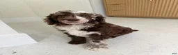 Miniature Poodle dogs for sale: Finch  - Ad 4