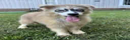 Siberian Husky dogs for sale: REYNA - Ad 13