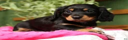 Miniature Dachshund dogs for sale: Ellie - Long Hair - Ad 1