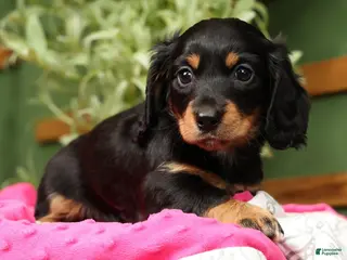 Miniature Dachshund dogs for sale: Ellie - Long Hair - Ad 1
