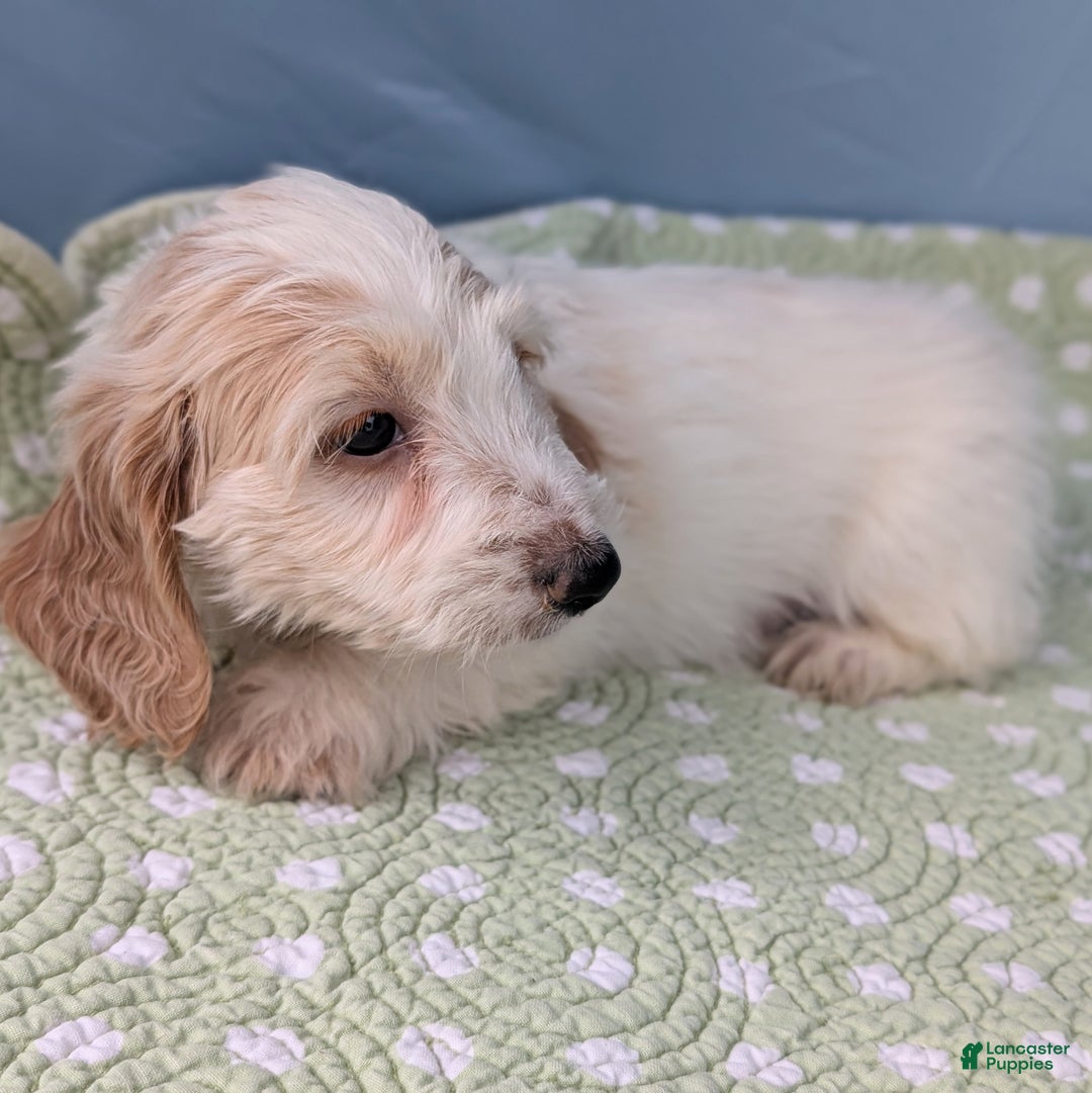 Miniature Dachshund dogs for sale: Bun Bun - Ad 5