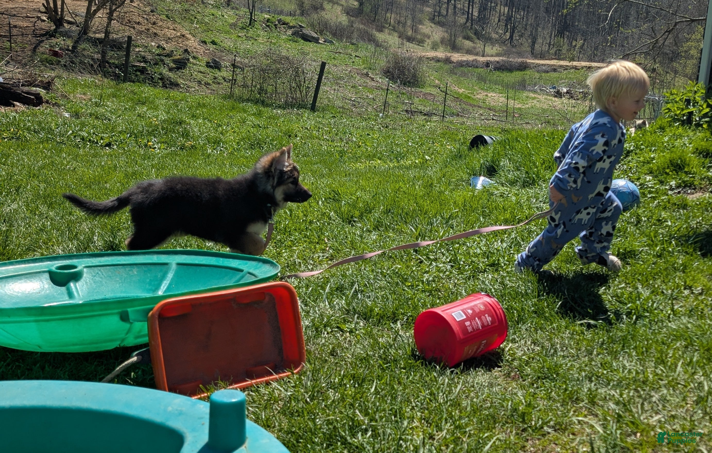 Mixed Breed dogs Hialeah  - Ad 2