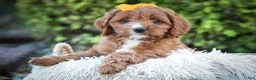 Cavapoo dogs for sale: MAXY - Ad 10