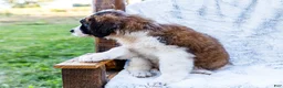 Saint Bernard dogs for sale: Jody - Ad 3