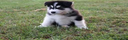 Alaskan Malamute dogs for sale: Timber - Ad 5