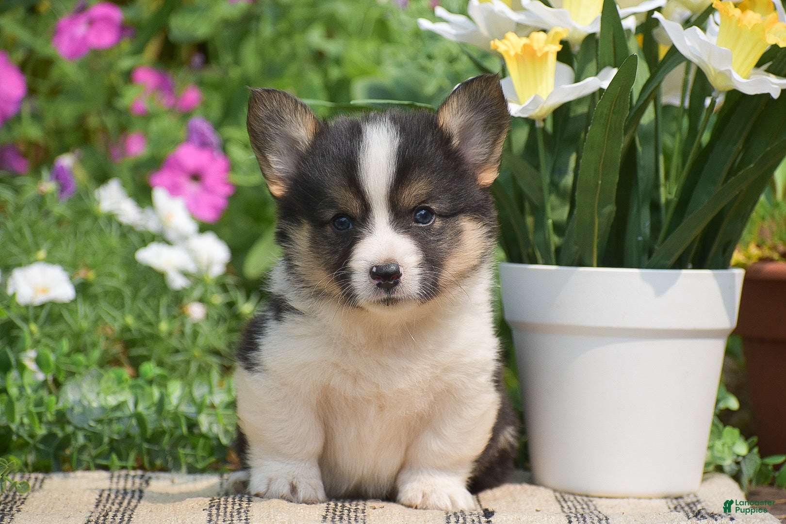 Welsh Corgi Pembroke dogs Cowboy - Ad 1