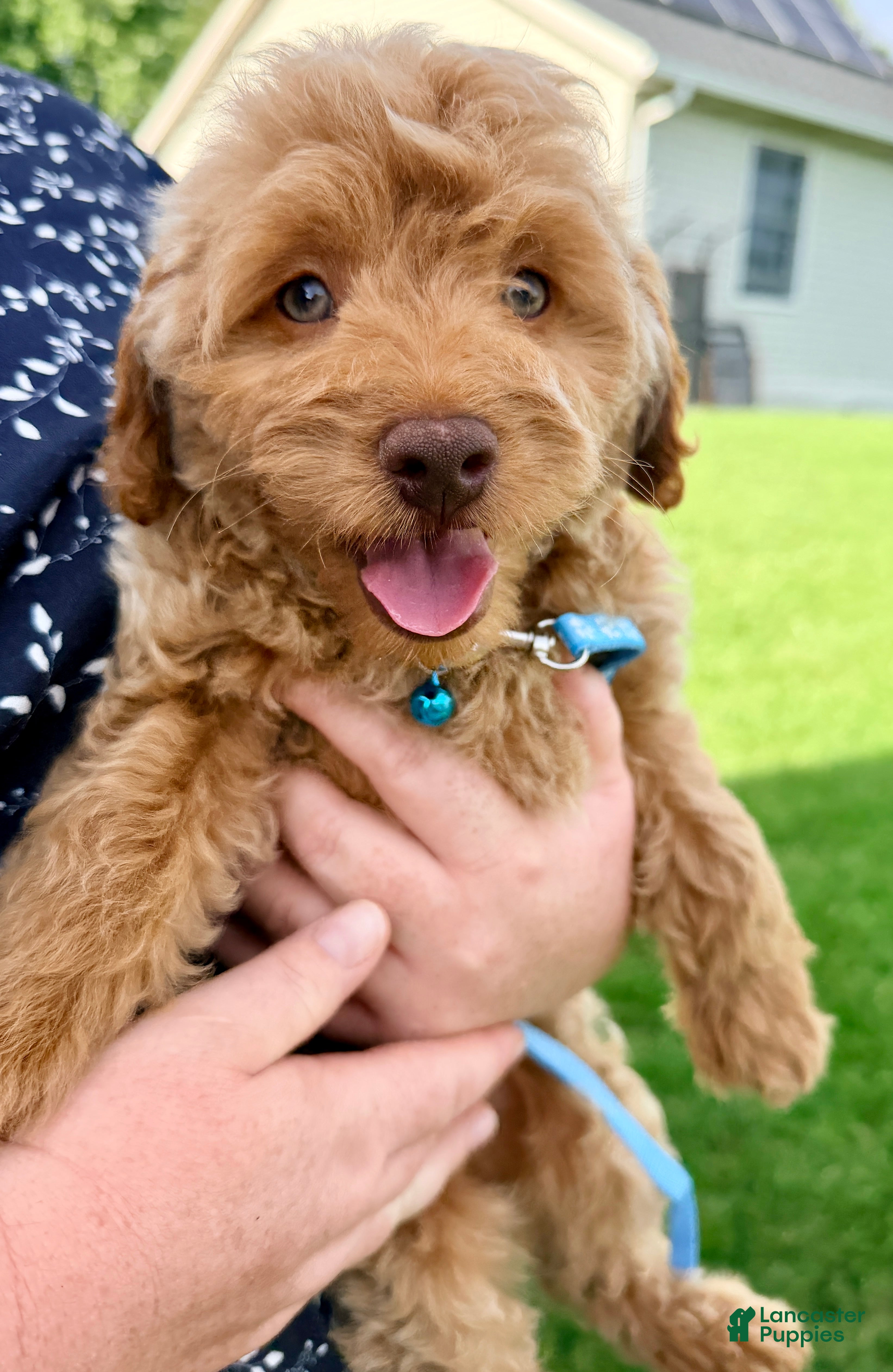 Mini Goldendoodle dogs Sammie - Ad 2