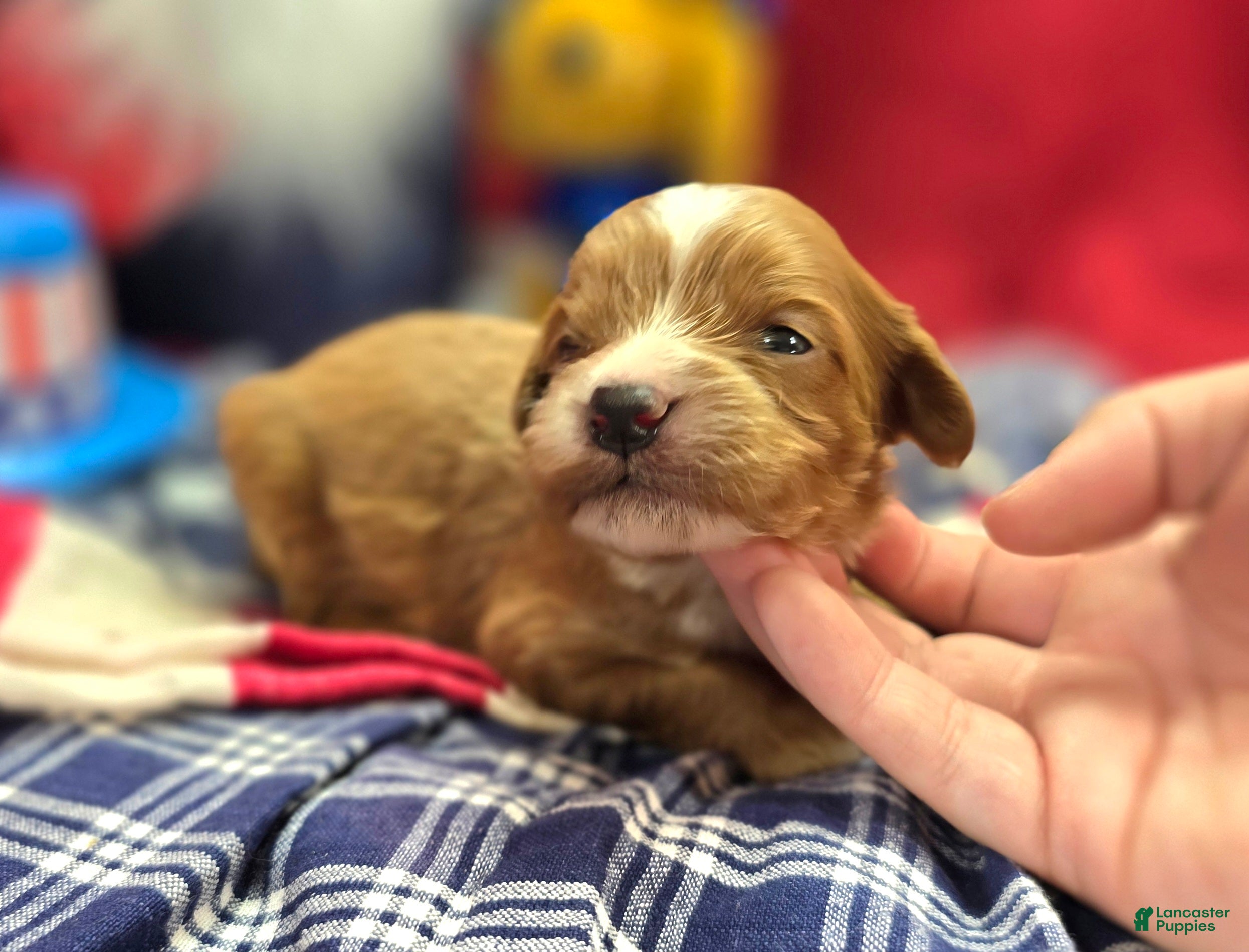 Cavapoo dogs Sonic - Ad 18