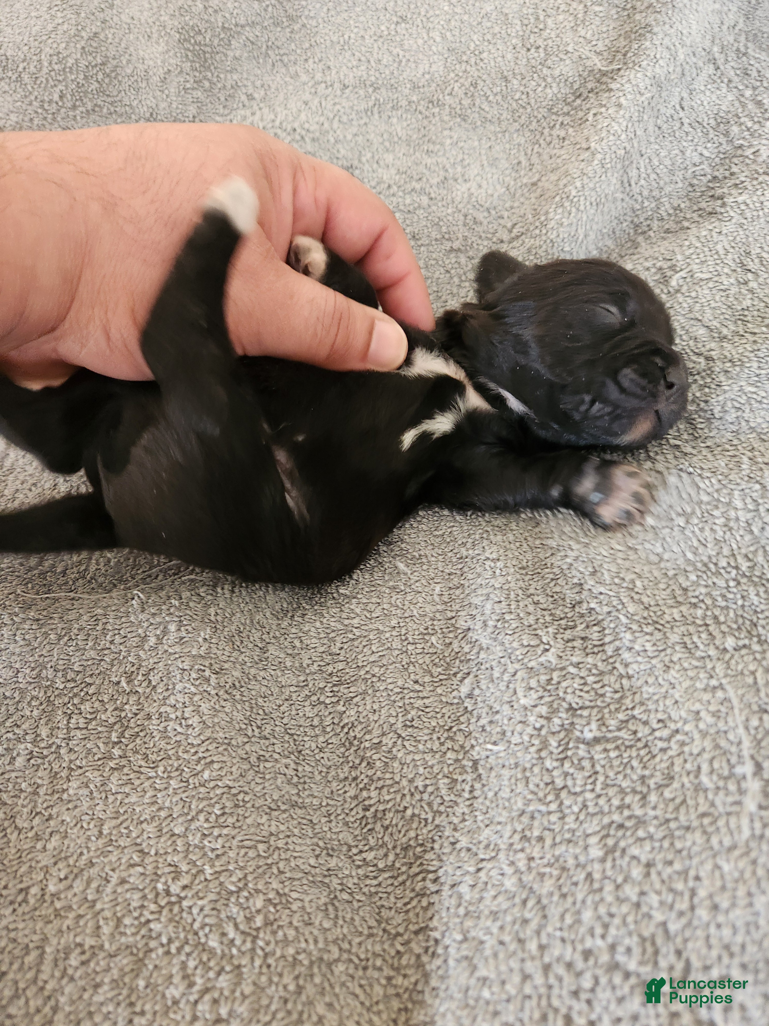 Mixed Breed dogs White Boots Tuxedo  - Ad 10