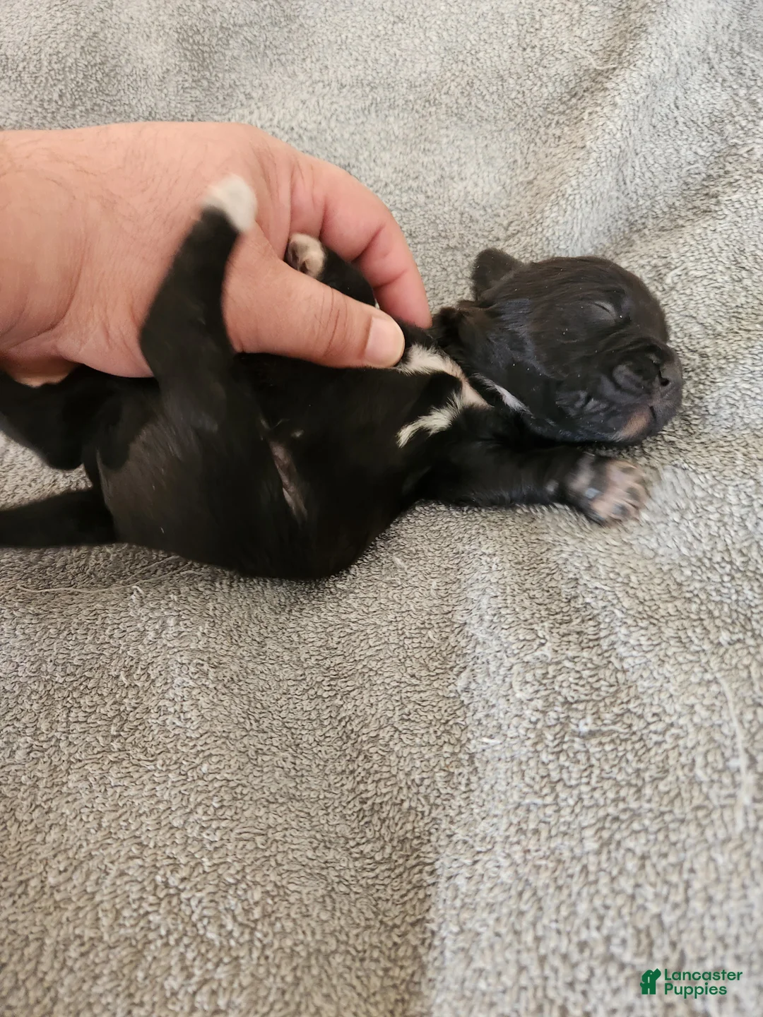 Mixed Breed dogs for sale: White Boots Tuxedo  - Ad 1