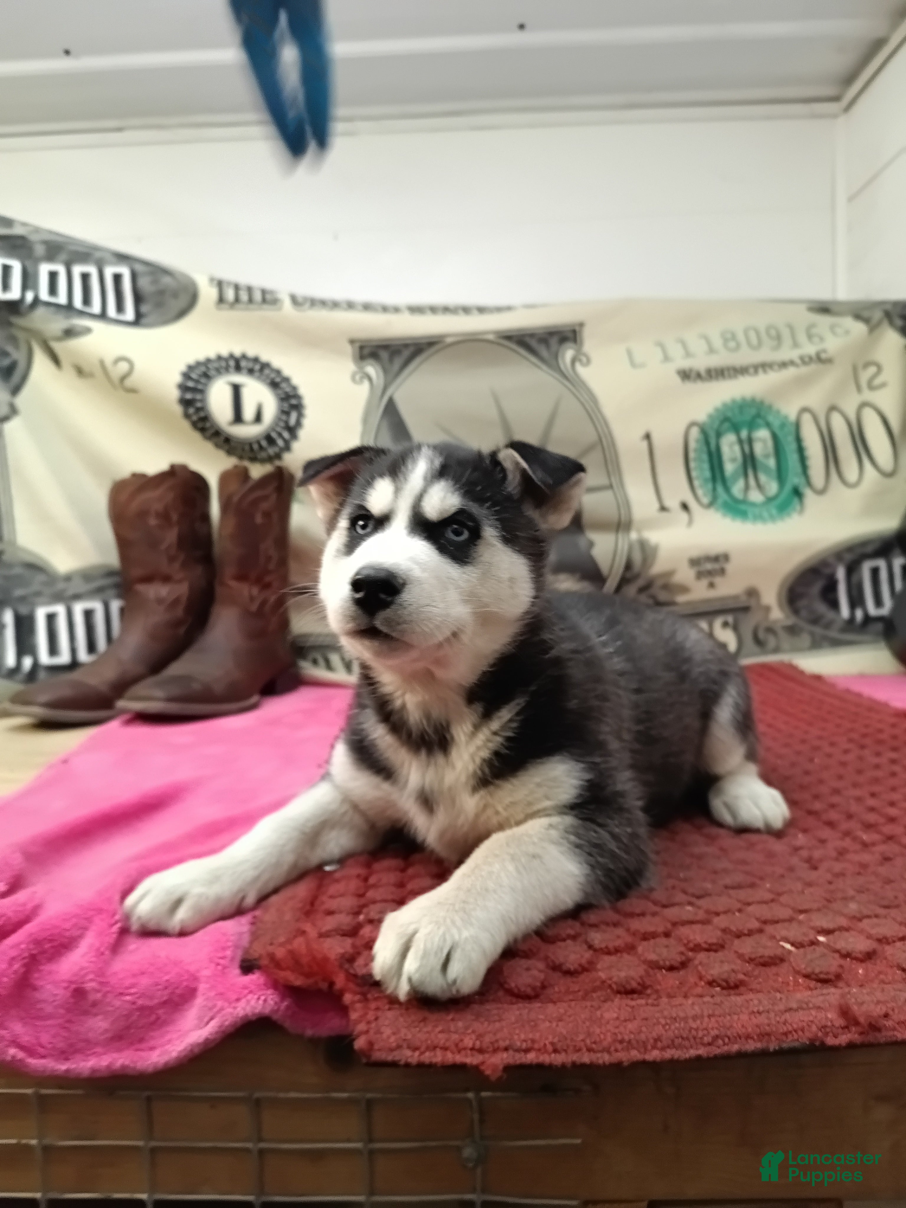 Siberian Husky dogs for sale: Andy  - Ad 3