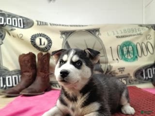 Siberian Husky dogs Andy - Ad 36