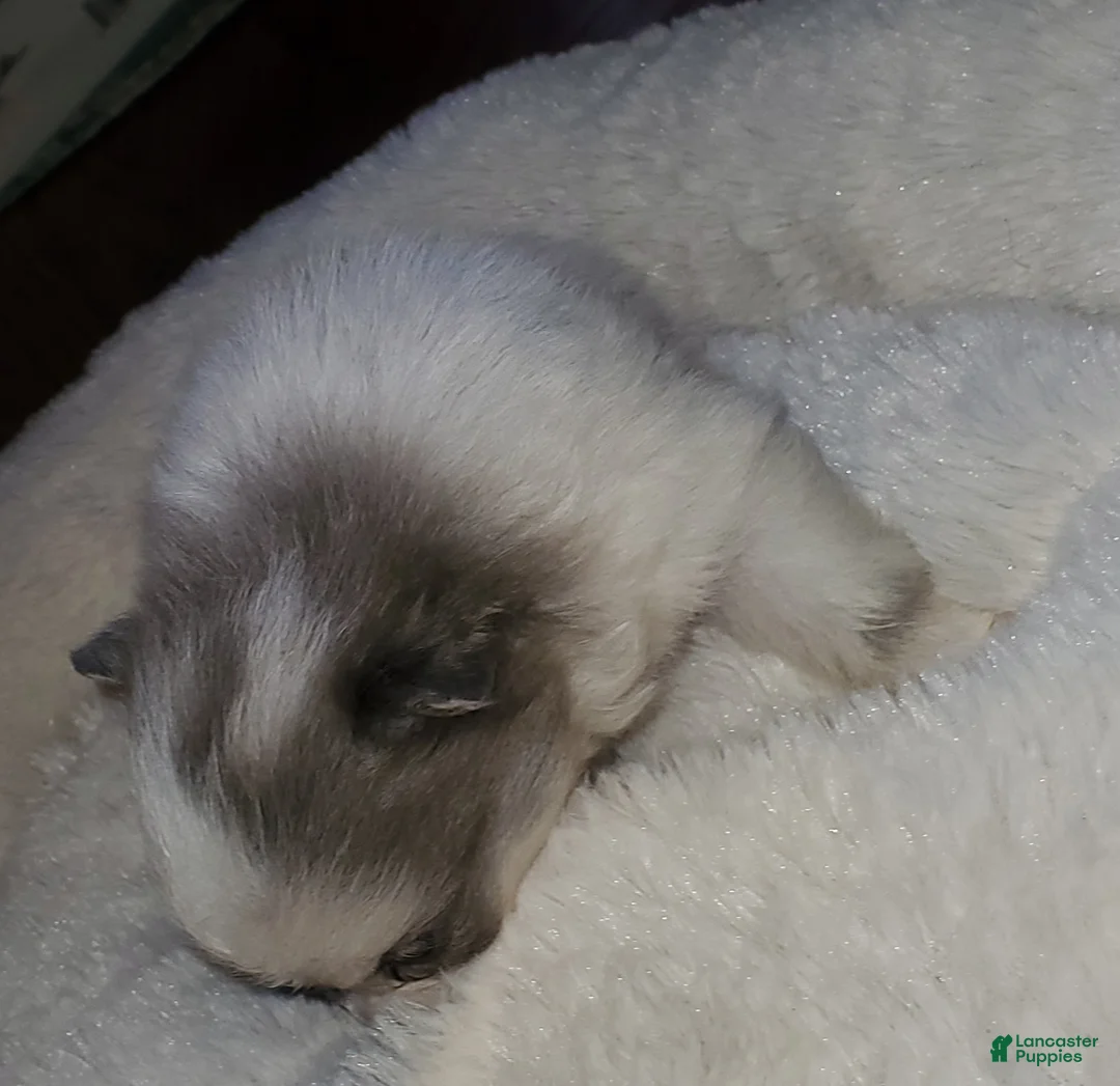 Pomeranian dogs for sale: Ckc Blu - Ad 8