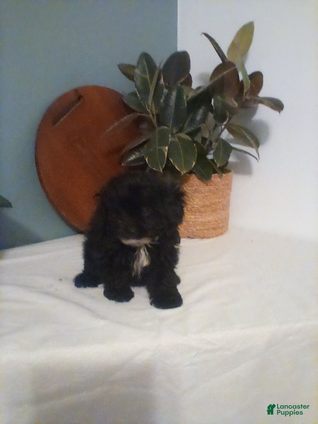 Shih Tzu dogs for sale: Shih Tzu Puppy 1 - Ad 4