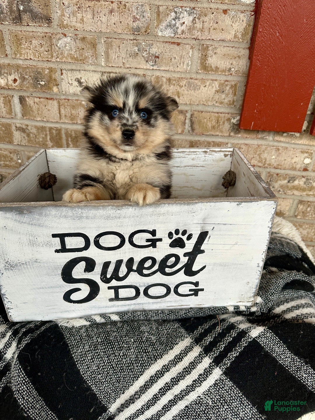 Pomsky dogs for sale: Mini Pomsky Lilly - Ad 3