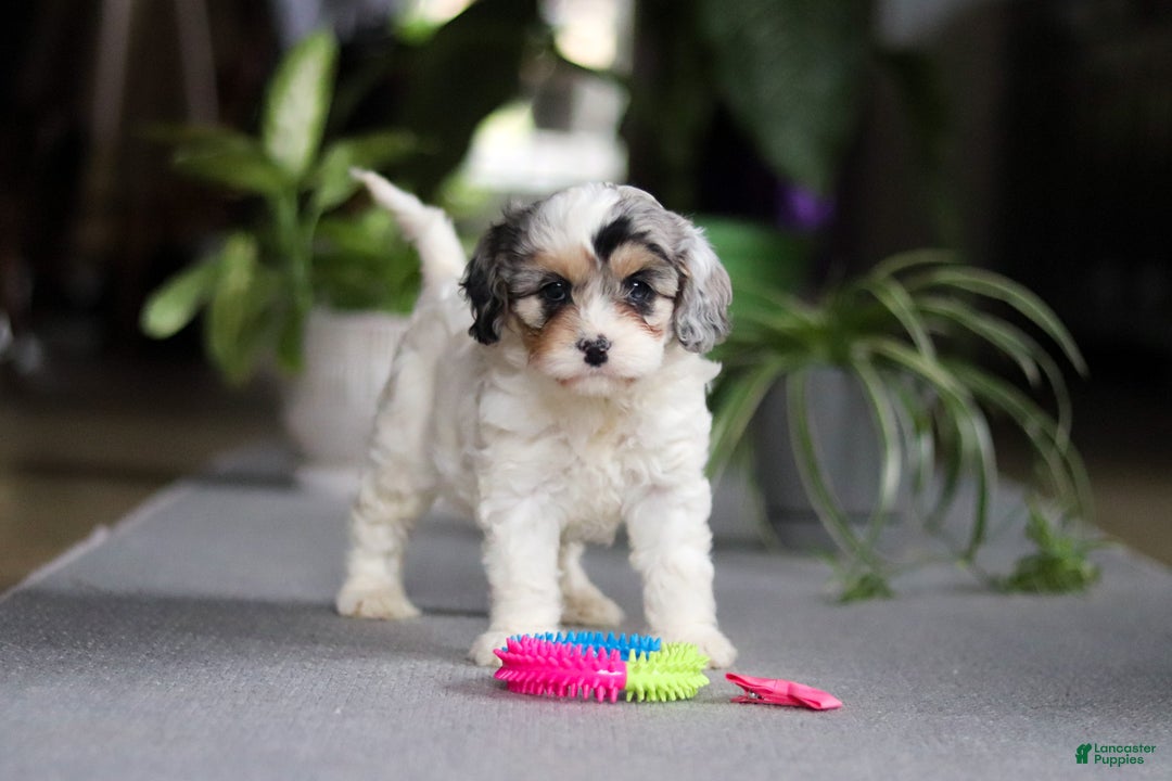 Cavapoo dogs for sale: Miley - Ad 2