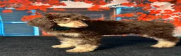 Standard Poodle dogs for sale: Rex - Ad 5
