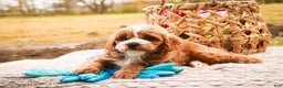 Cavapoo dogs for sale: Kohen - Ad 4