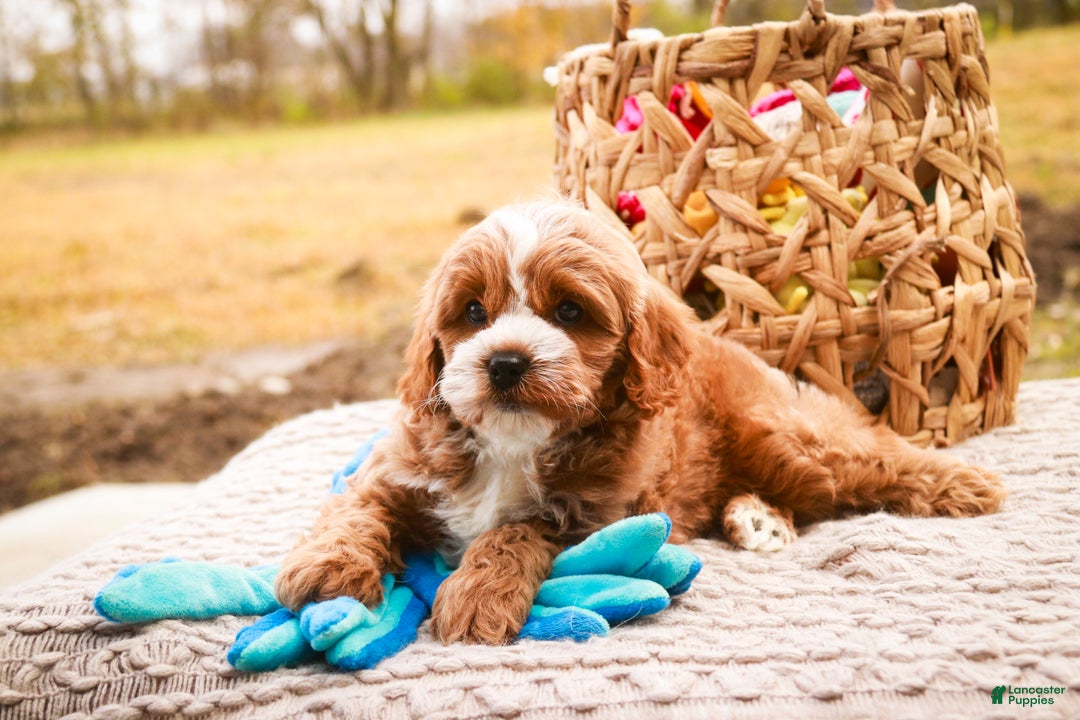 Cavapoo dogs for sale: Kohen - Ad 4