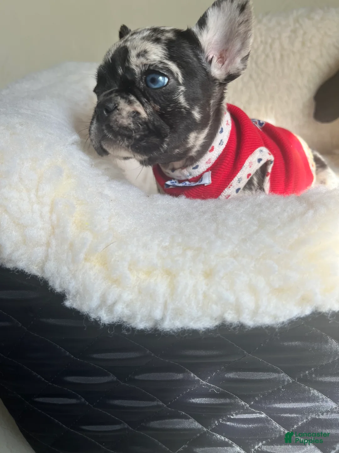 French Bulldog dogs for sale: French Bulldog Puppy 2 - Ad 3