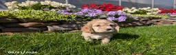 Cocker Spaniel dogs for sale: Amanda - Ad 5