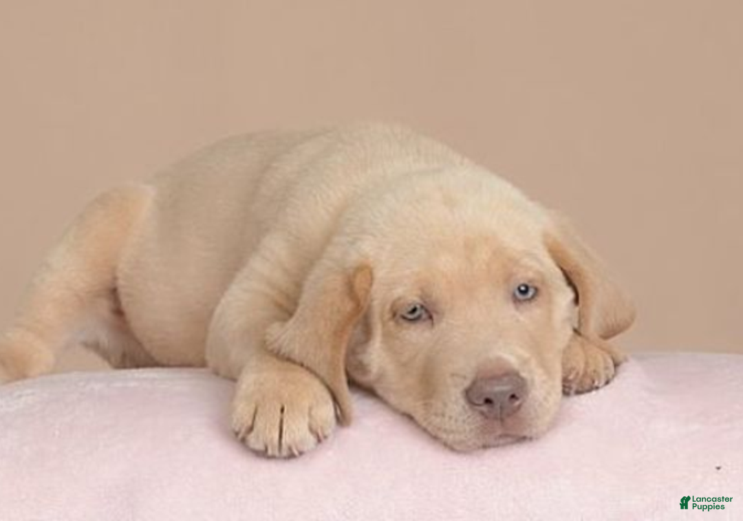 Labrador Retriever dogs for sale: Labrador Retriever Puppy 5 - Ad 28