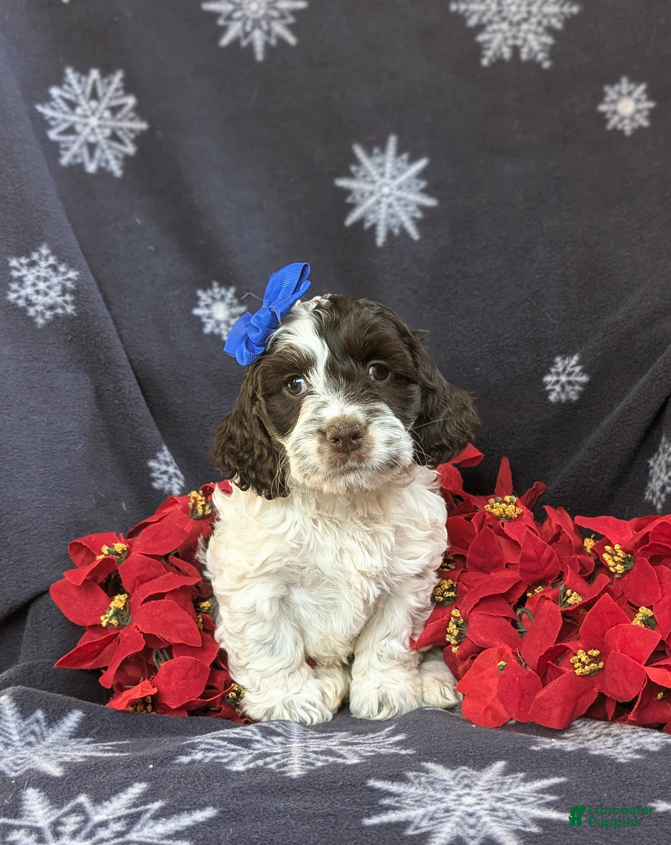 Cockapoo dogs Belinda Chocolate and White - Ad 8
