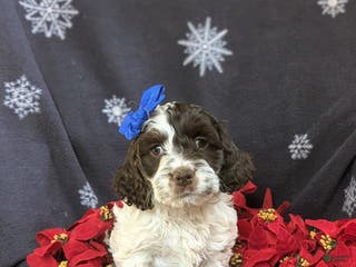 Cockapoo dogs Belinda Chocolate and White - Ad 34