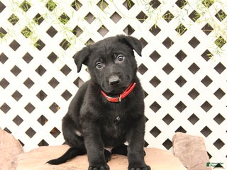 German Shepherd dogs - Ad 35