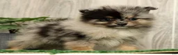 Pomeranian dogs for sale: Lilly - Ad 6