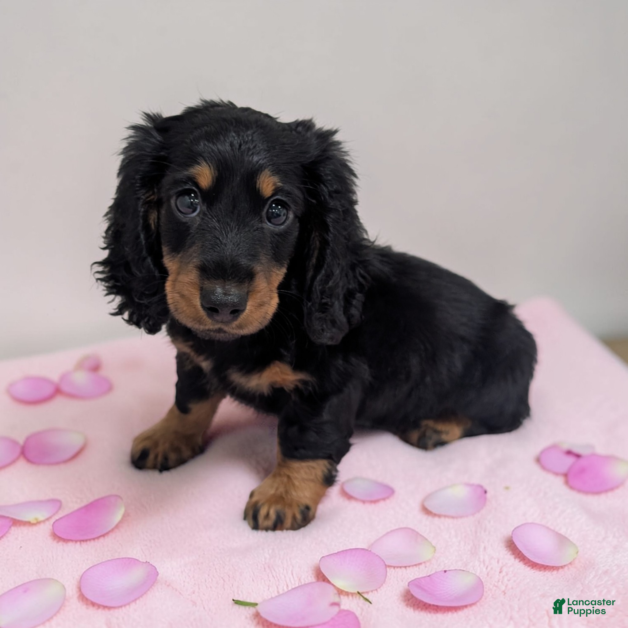 Miniature Dachshund dogs Sandy - Ad 1