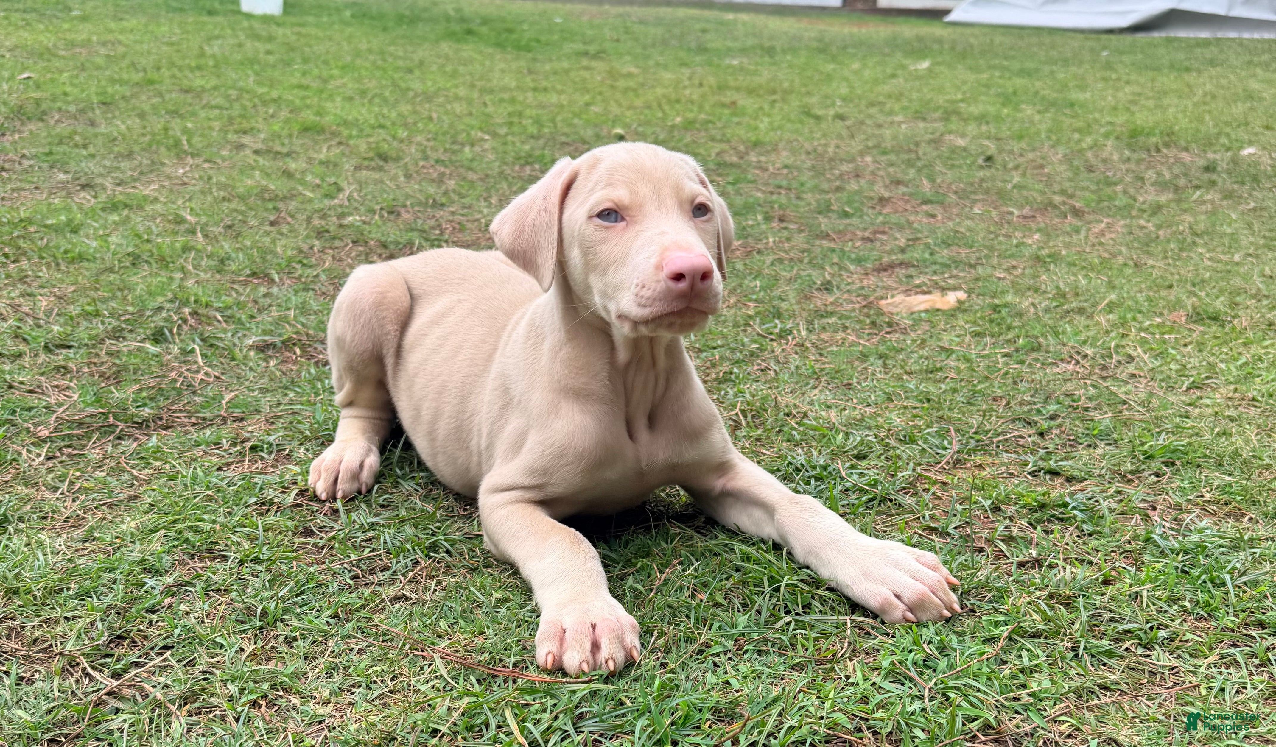 Doberman Pinscher dogs Doberman Pinscher Puppy 4 - Ad 9