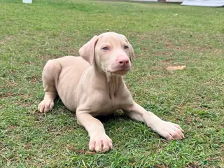 Doberman Pinscher dogs Doberman Pinscher Puppy 4 - Ad 13