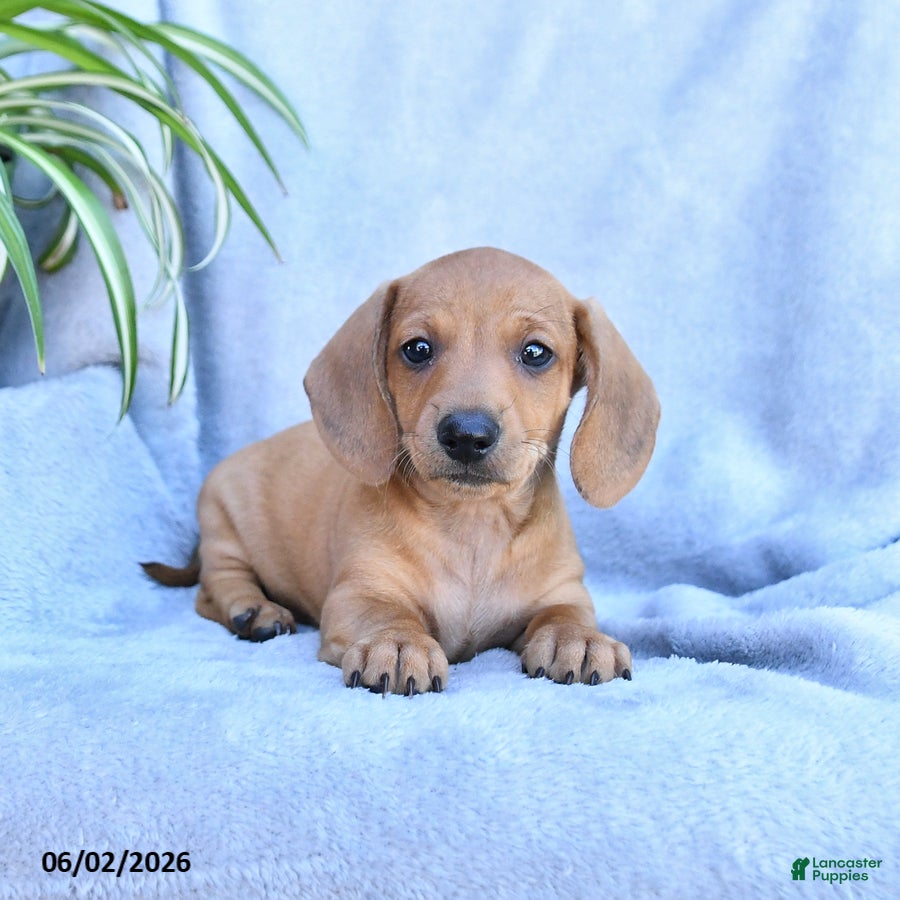 Miniature Dachshund dogs Bandit - Ad 2