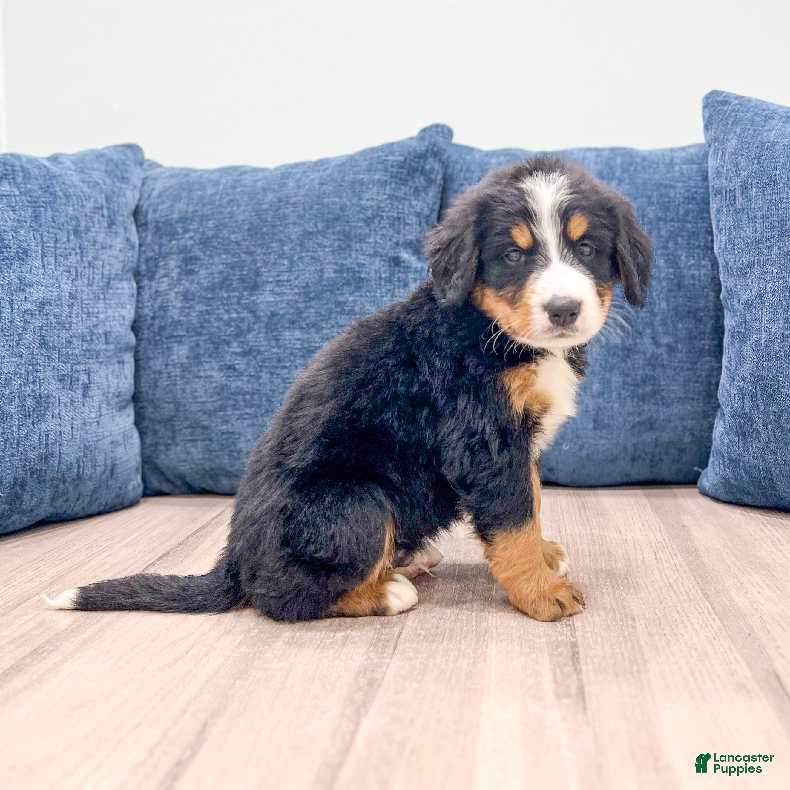 Bernese Mountain Dog dogs Jagger - Ad 2