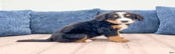 Bernese Mountain Dog dogs for sale: Jagger - Ad 2