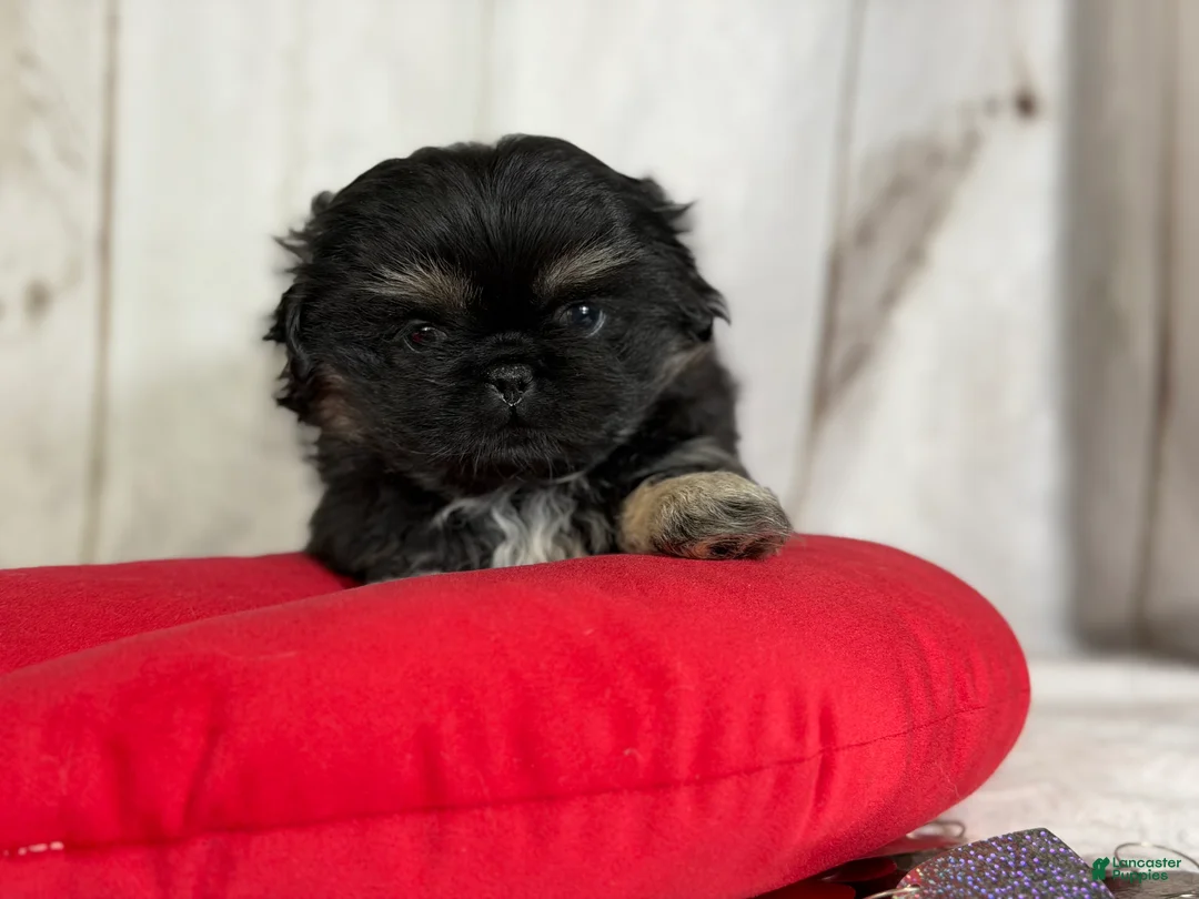 Pekingese dogs for sale: ACA dancer black and tan  - Ad 1