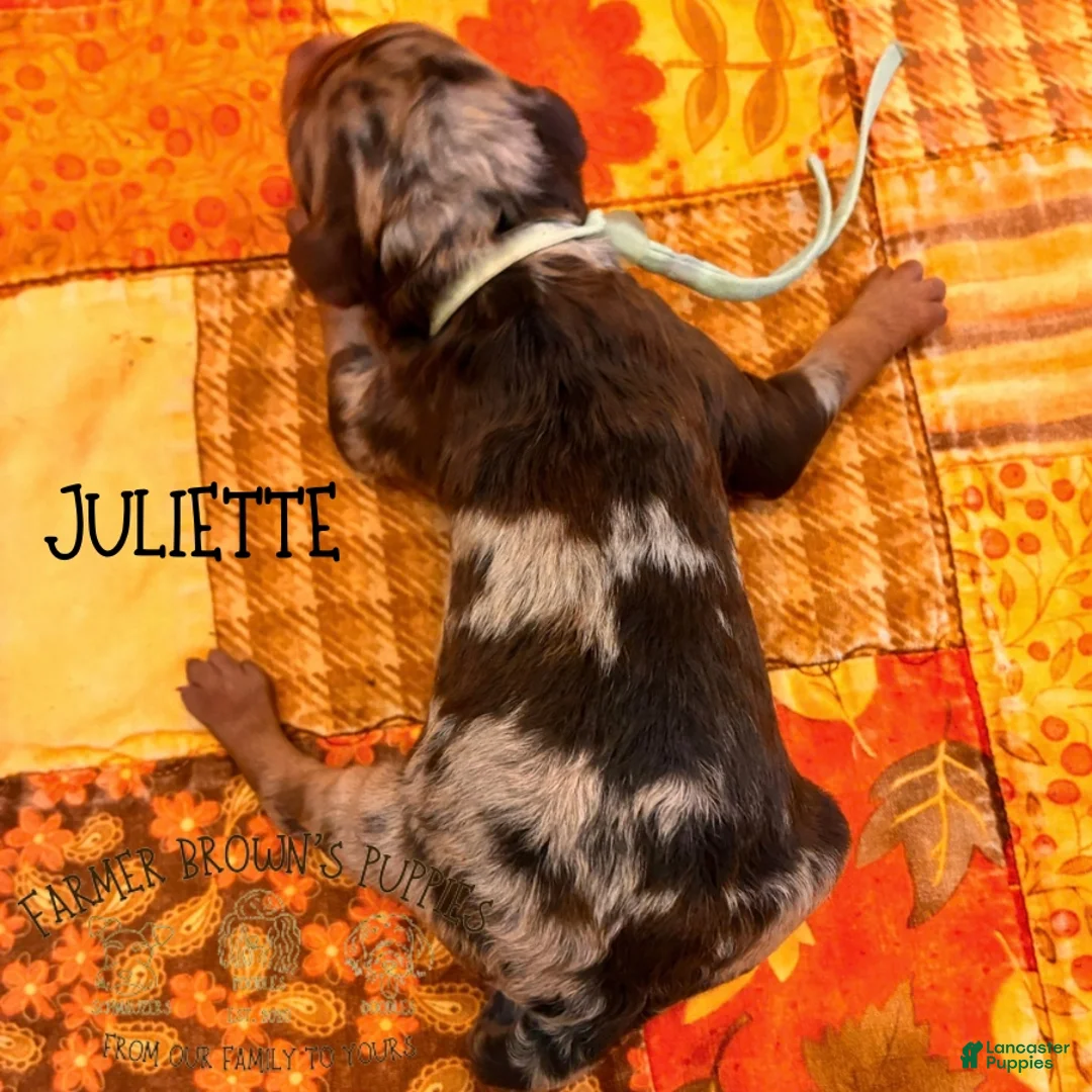 Mixed Breed dogs for sale: Juliette - Ad 2