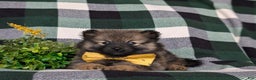 Pomeranian dogs for sale: Kegan - Ad 11