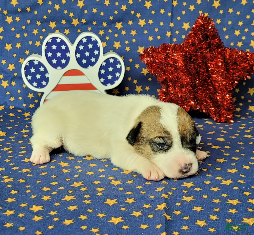 Jack Russell Terrier dogs for sale: Pax CKC male Delivery Available  - Ad 7