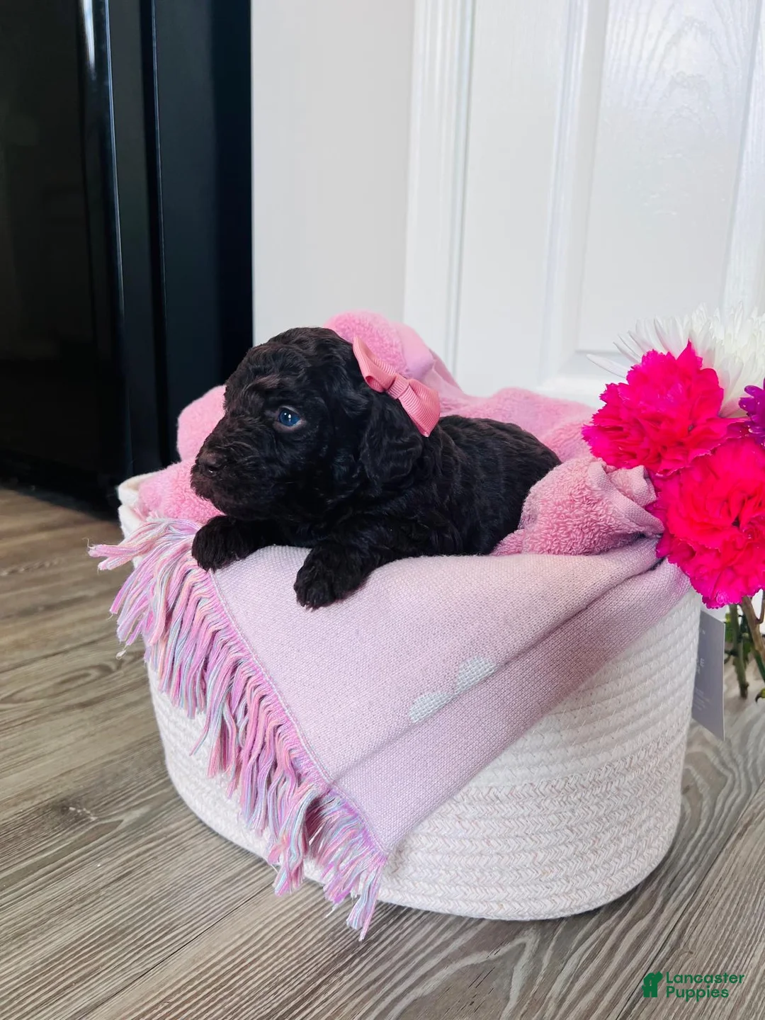 Miniature Poodle dogs for sale: Miniature Poodle Puppy 4 - Ad 1