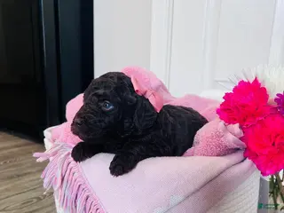 Miniature Poodle dogs Miniature Poodle Puppy 4 - Ad 28