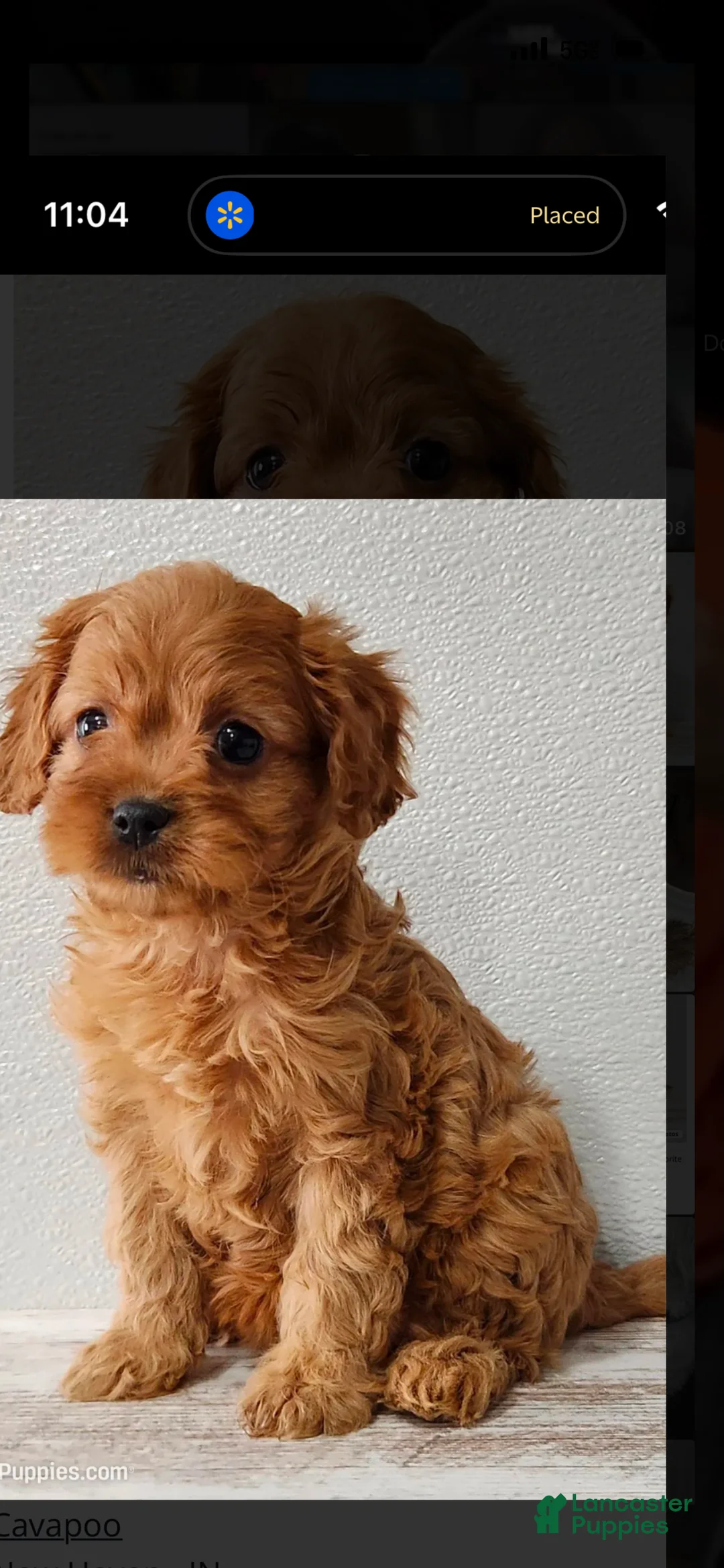 Cavapoo dogs for sale: Cavapoo Puppy 1 - Ad 1