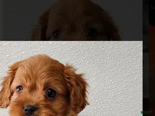 Cavapoo dogs Cavapoo Puppy 1 - Ad 9