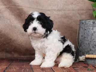 Cavapoo dogs for sale: Betsy - Ad 1