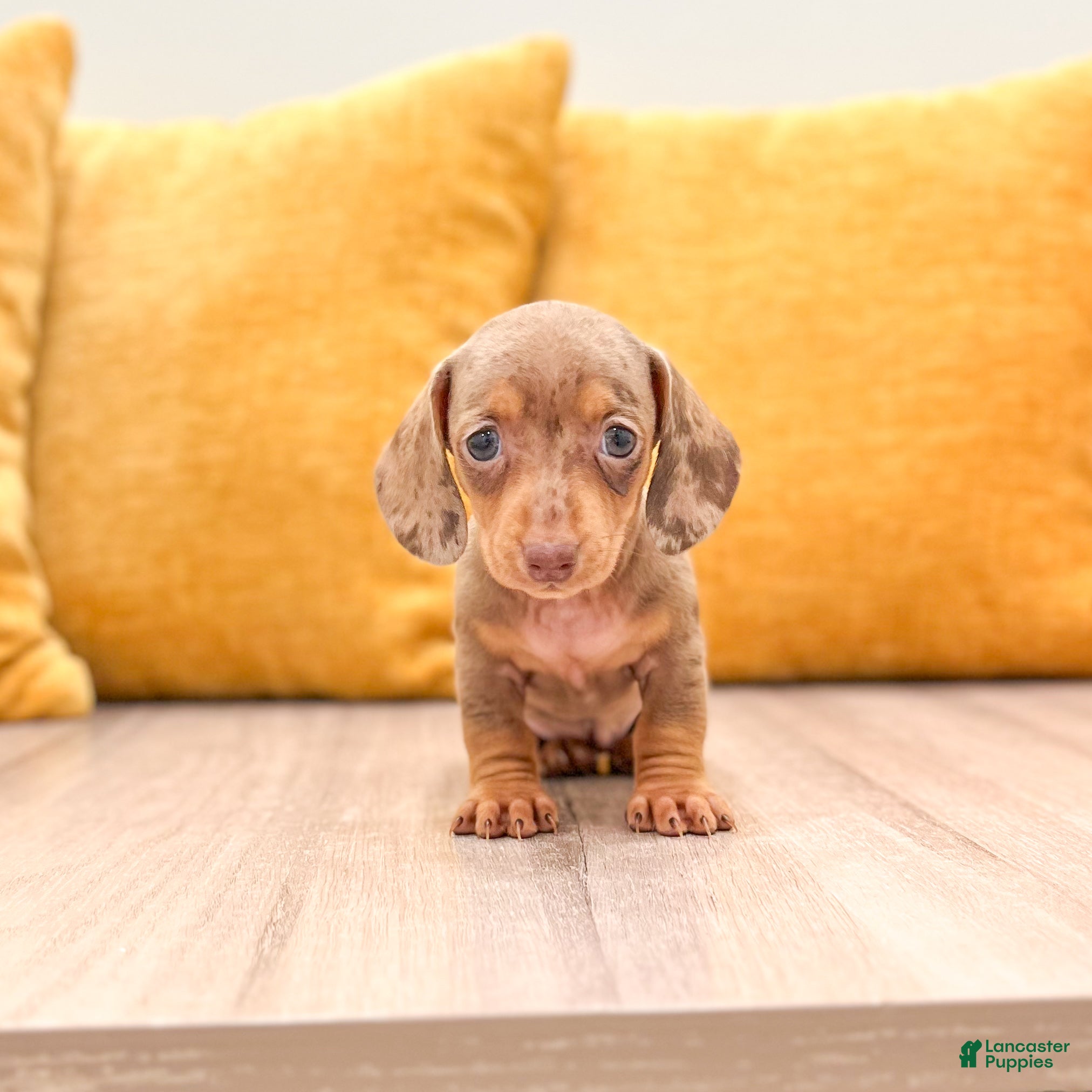 Miniature Dachshund dogs Misty - Ad 1