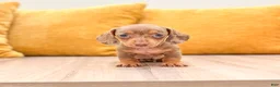 Miniature Dachshund dogs for sale: Misty - Ad 1