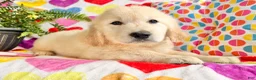 Golden Retriever dogs for sale: Remi - Ad 4