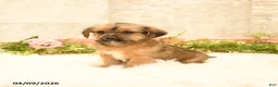 Shorkie dogs for sale: Shilo - Ad 5