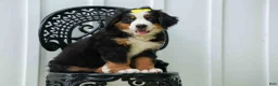 Bernese Mountain Dog dogs for sale: SAMSON - Ad 14